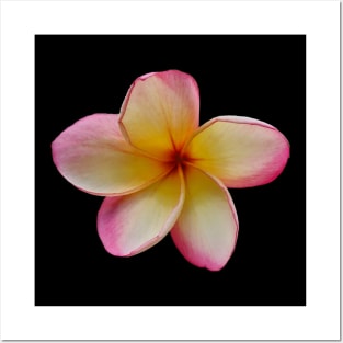 Plumeria bloom pink cheeks Posters and Art